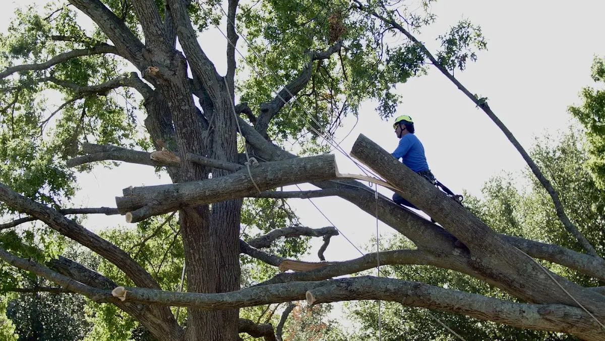 Professional Hazardous Tree Removal performed by certified arborists in Kennebec